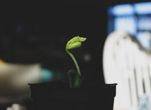 Photo Growth Accelerator Method