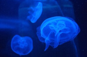 image-5 | Tony J. Selimi Photo Neuroscience of Self‑Mastery