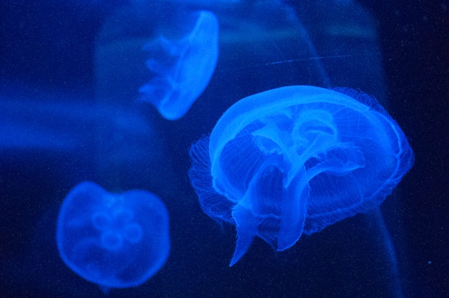 Photo Neuroscience of Self‑Mastery